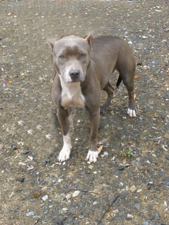 Me gustaria saber si mi pitbull es de raza,en la foto aqui tiene 9 meses y es hembra